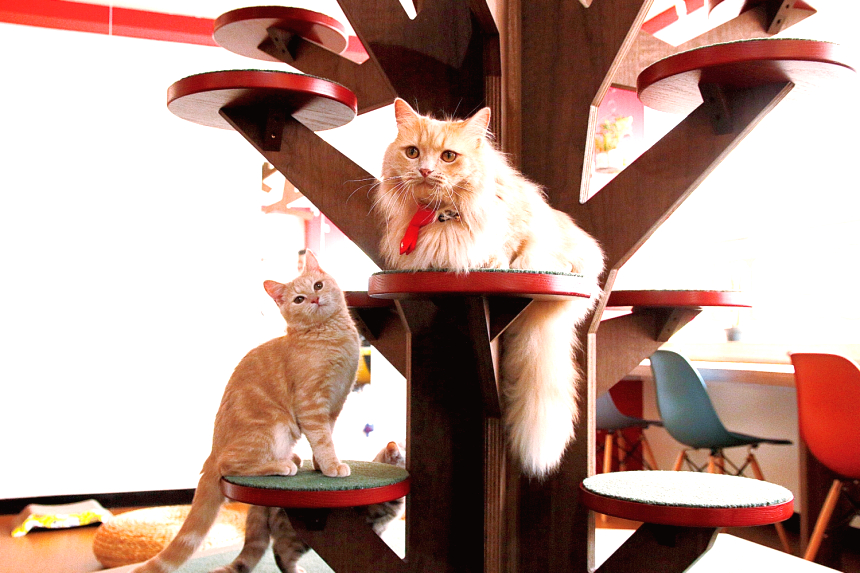 短足猫専門猫カフェ シュネコカフェ ナッセ福岡 短足猫専門猫カフェ シュネコカフェ ナッセ福岡