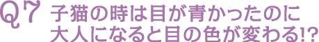 Q7 子猫の時は目が青かったのに大人になると目の色が変わる!?